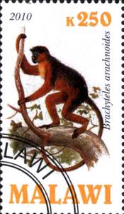 Stamp, Brachyteles arachnoides, Cinderellas,  , Animals (Fauna), Monkeys