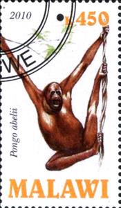 Stamp, Pongo abelii, Cinderellas,  , Animals (Fauna), Monkeys