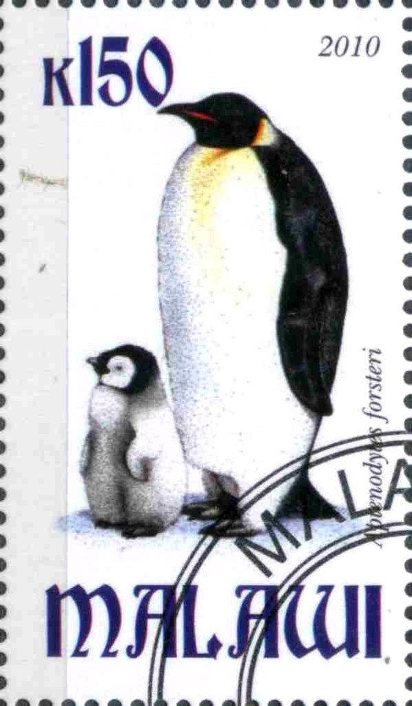 Aptenodytes forsteri
