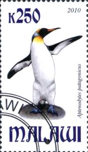 Stamp, Aptenodytes patagonicus, Cinderellas,  , Animals (Fauna), Birds, Penguins