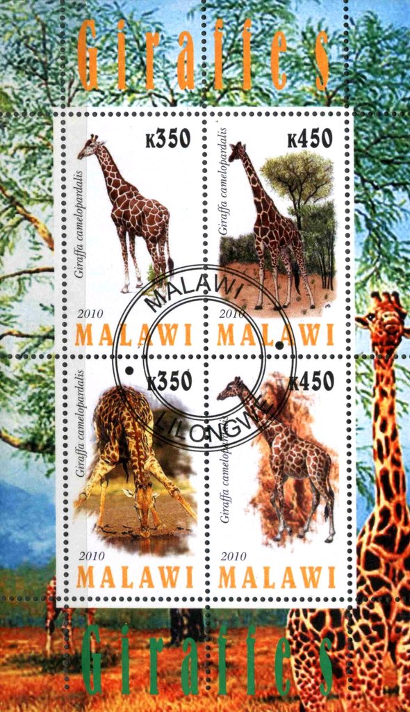 Giraffes