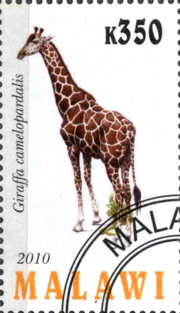 Giraffa camelopardalis