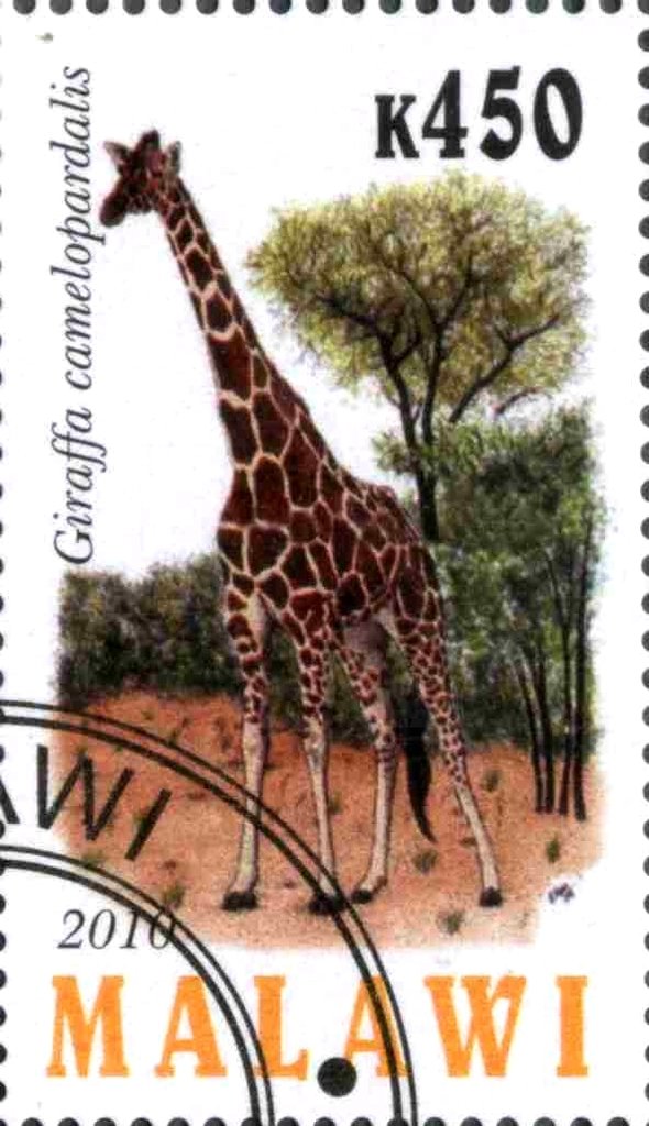 Giraffa camelopardalis