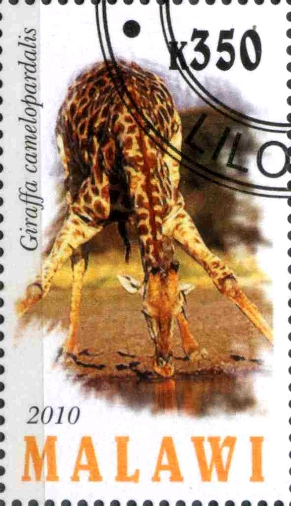Giraffa camelopardalis