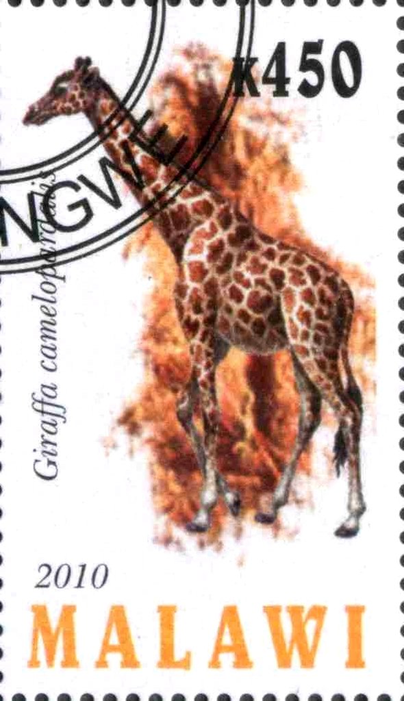 Giraffa camelopardalis