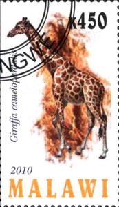 Stamp, Giraffa camelopardalis, Cinderellas,  , Animals (Fauna), Giraffes