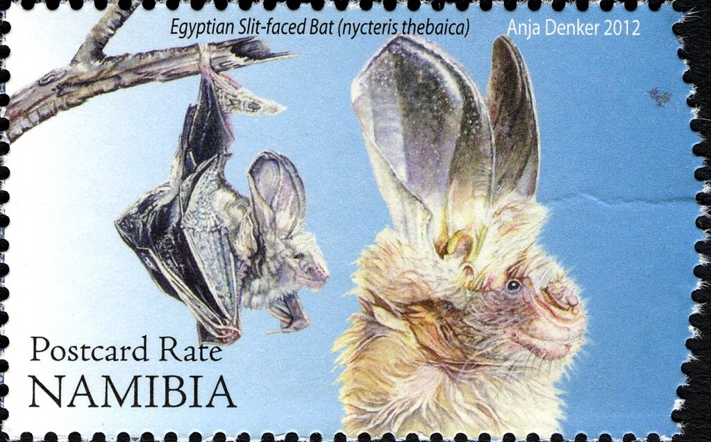 Egyptian Slit-faced Bat (Nycteris thebaica)