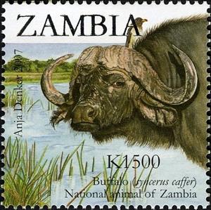 Stamp, African Buffalo (Syncerus caffer), Zambia,  , Animals (Fauna), Mammals