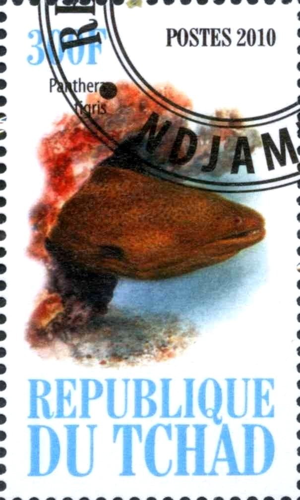 Fish