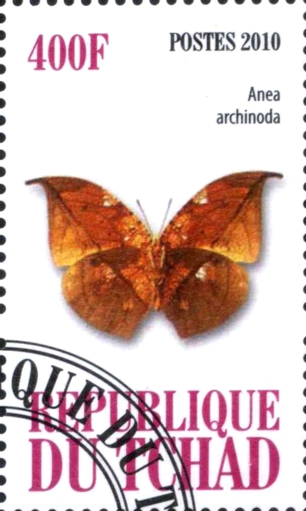 Anea archonoda