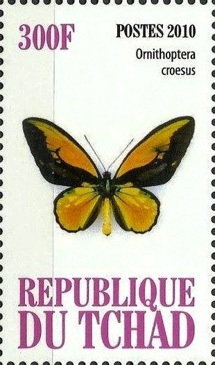 Ornothoptera croesus