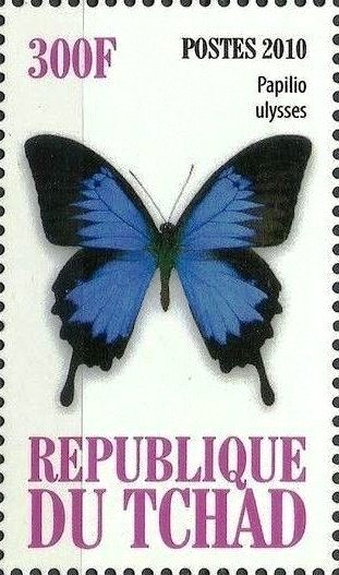 Papilio ulysses