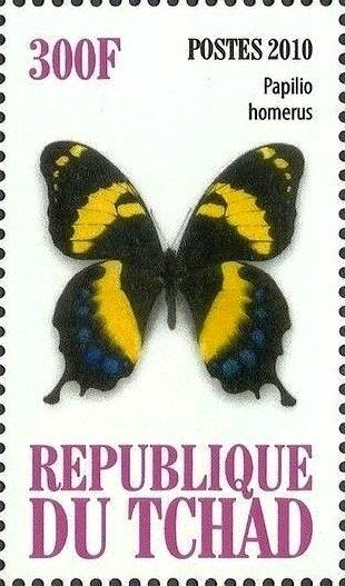 Papilio homerus
