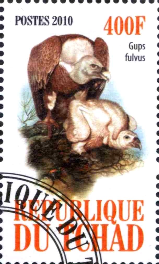 Gups fulvus