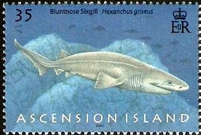 Bluntnose Sixgill Shark (Hexanchus griseus)