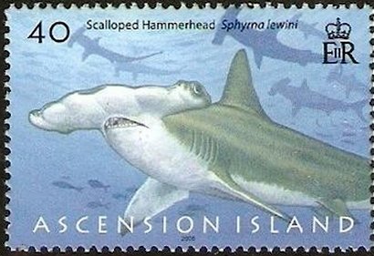 Scalloped Hammerhead (Sphyrna lewini)