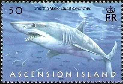 Shortfin Mako (Isurus oxyrhynchus)