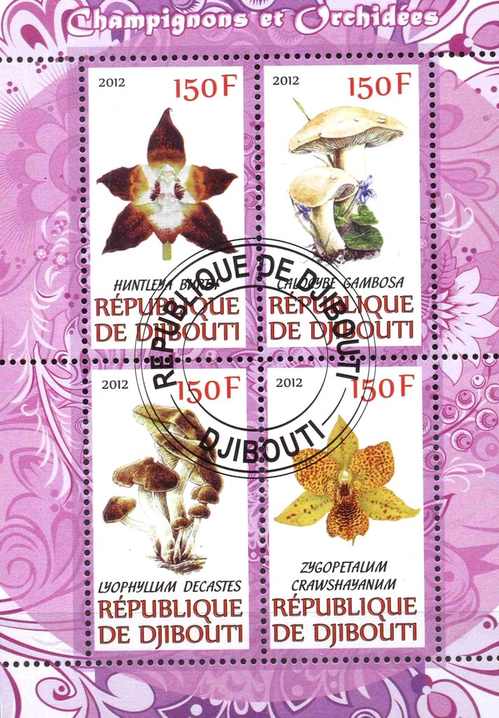 Champignons et orchidees