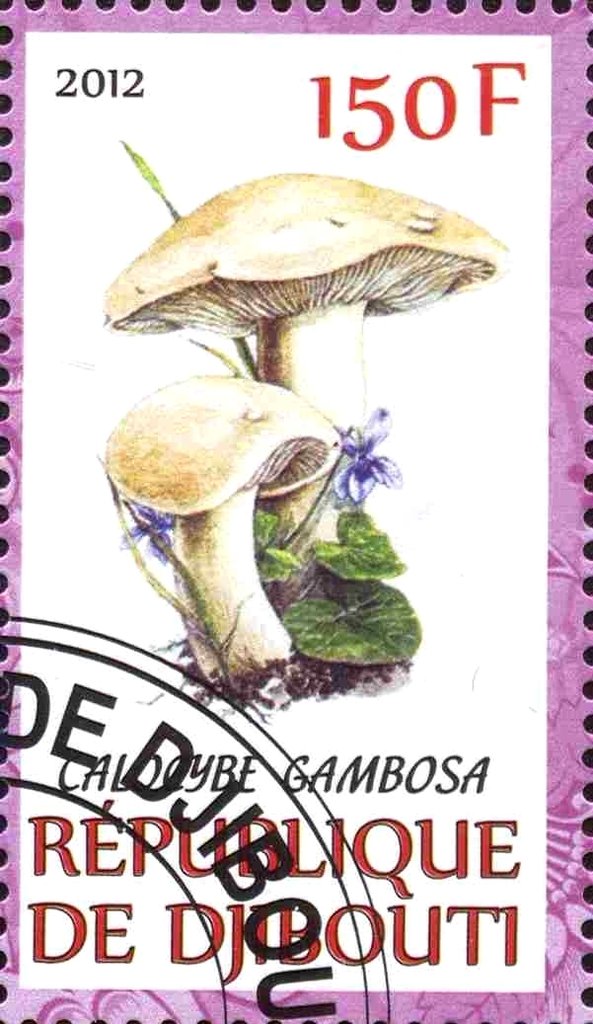 Calocybe gambosa