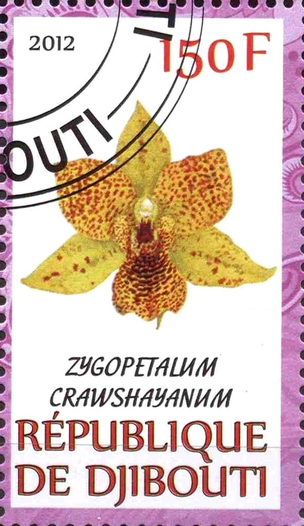 Zygopetalum crawshayanum