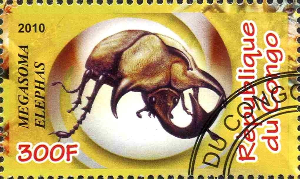 Megasoma elephas