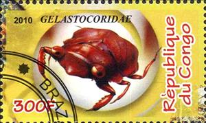 Stamp, Gelastocoridae, Cinderellas,  , Insects