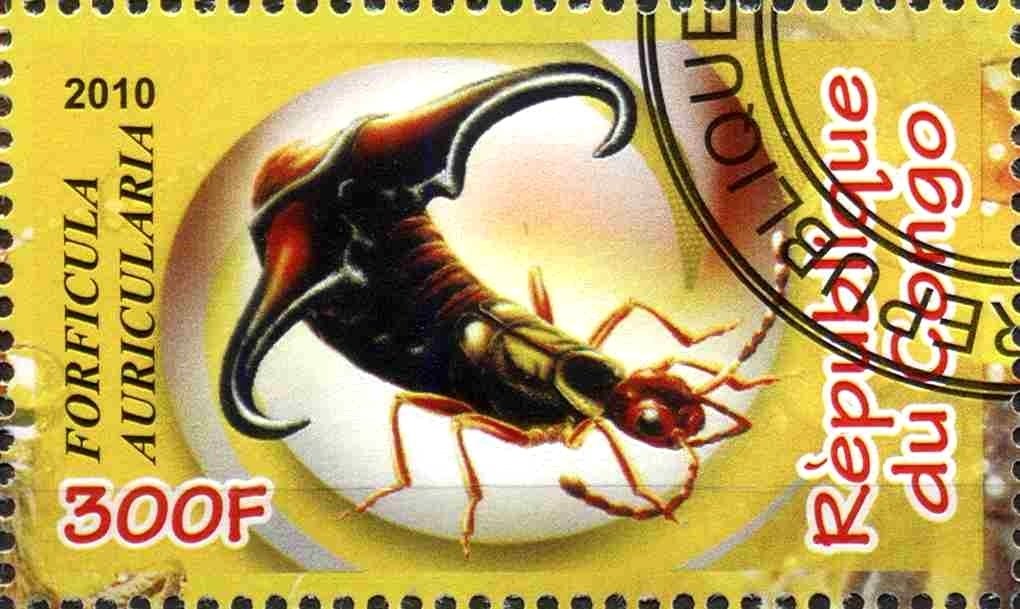 Forficula auricularia