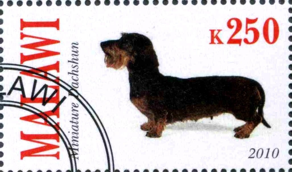 Miniature Dachshun