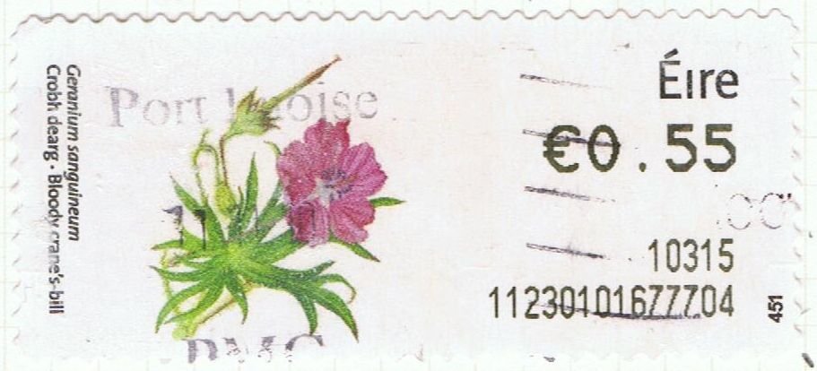 Bloody crane's-bill