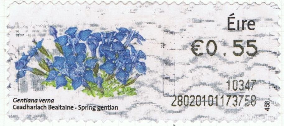 Spring gentian