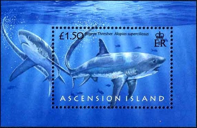Bigeye Treshjer Shark (Alopias superciliosus)