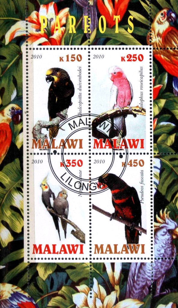 Parrots