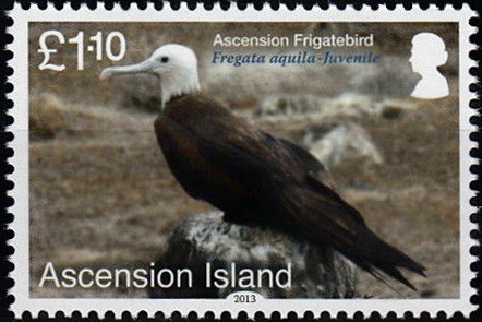 Ascension Frigatebird (Fregata aquila)