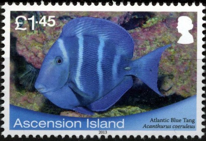 Blue Tang Surgeonfish (Acanthurus caeruleus)