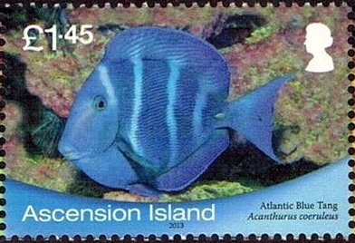 Blue Tang Surgeonfish (Acanthurus caeruleus)