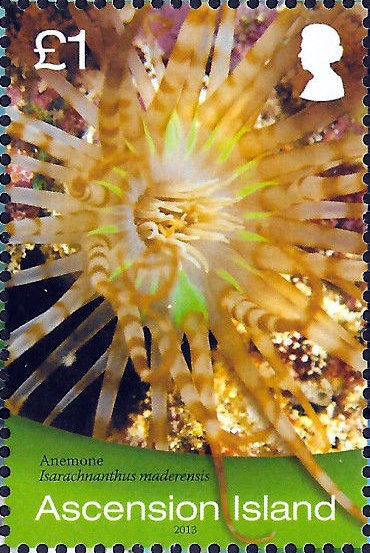 Banded Tube-dwelling Anemone (Isarachnantus maderensis)