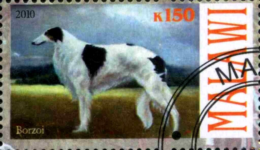 Borzoi