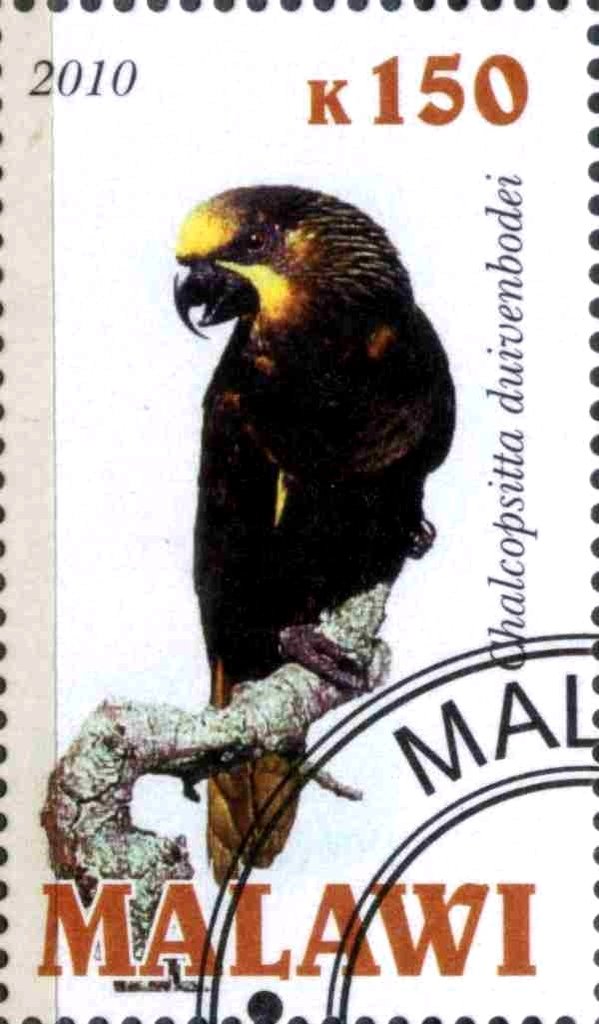 Chalcopsitta duivenbodei