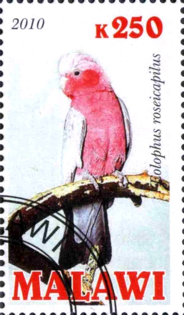 Eolophus roseicapilus