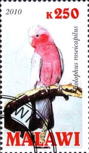 Stamp, Eolophus roseicapilus, Cinderellas,  , Birds