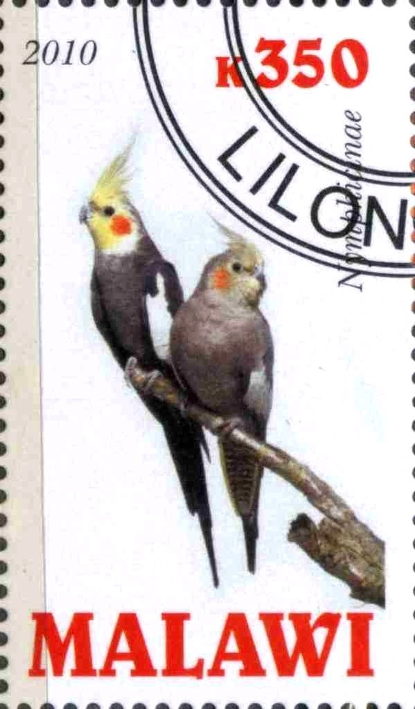 Nymphicinae