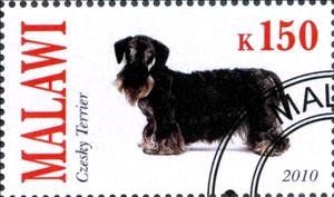 Stamp, Czesky Terrier, Cinderellas,  , Dogs