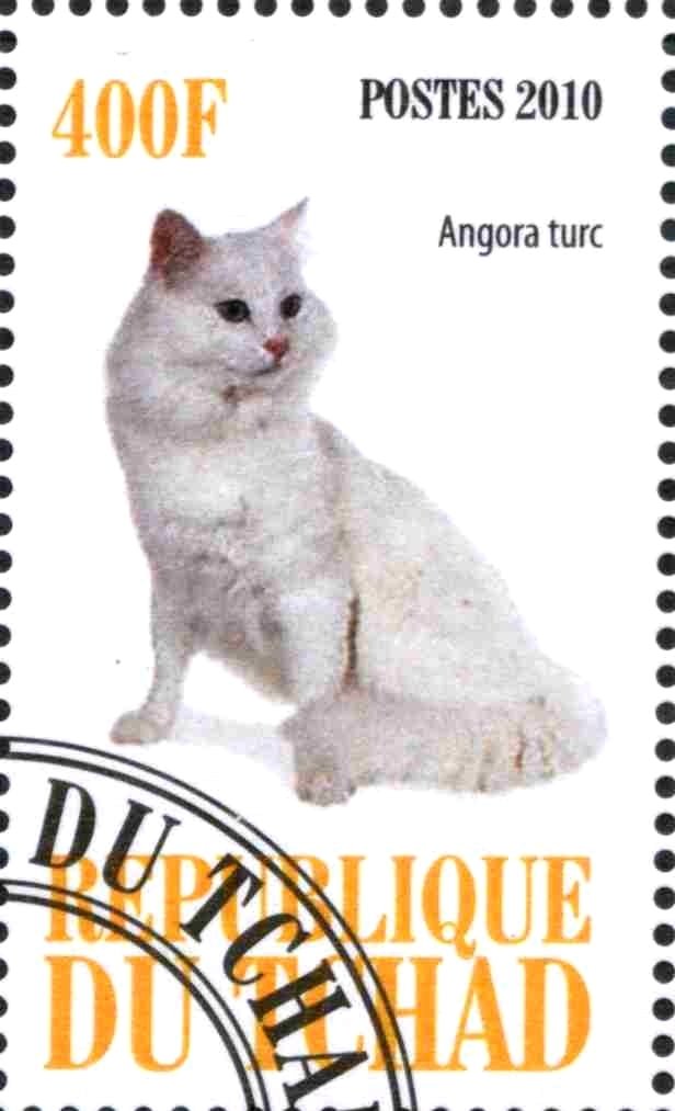 Angora turc