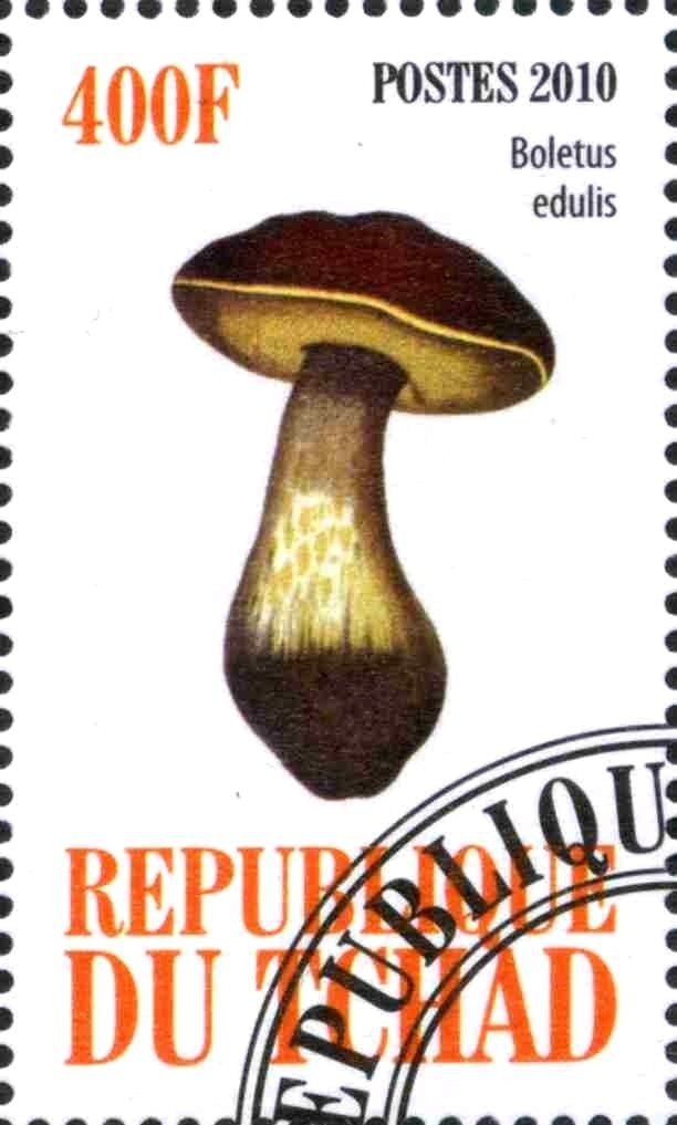Boletus edulis