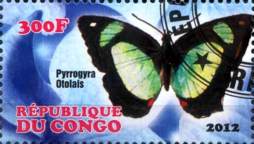 Pyrrogyra otolais