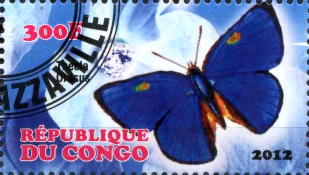 Thecla orasus