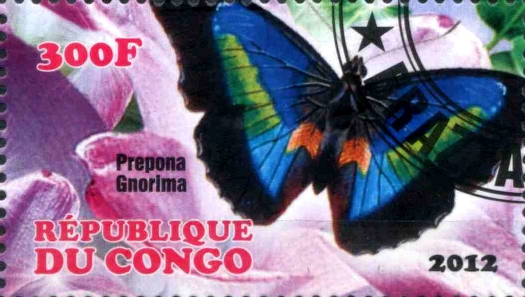 Prepona gnorima