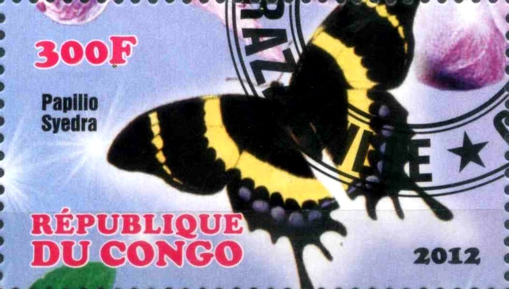 Papilio syedra