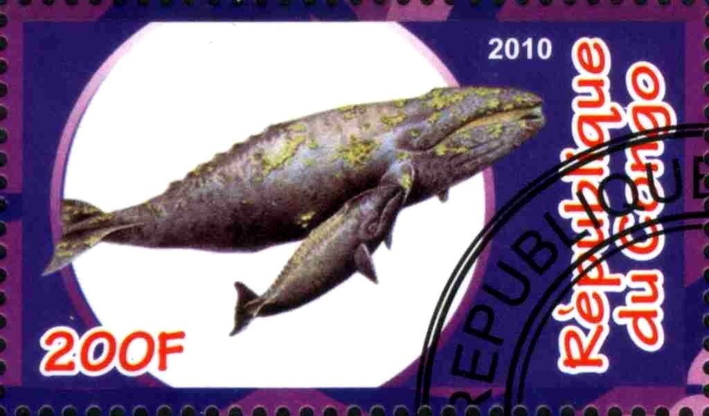 Whale