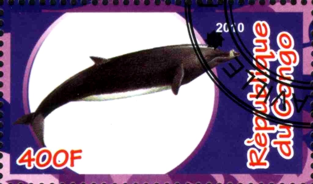 Whale